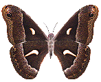 ���ιϤ�