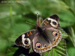 �ճ��潺(precis spp.)�६�Y��